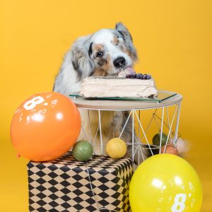 seance cake smash studio chien eidos gateau