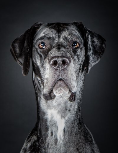 Portrait de Dogue Allemand