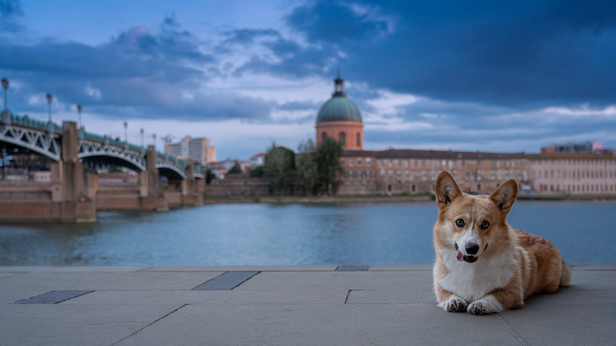 Dogscapes